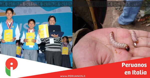 Cusco: estudiantes de secundaria descubren gusanito que podría acabar con la contaminación - Peruanos en Italia